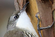 White-throated Treecreeper (Cormobates leucophaea)
